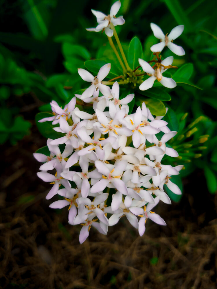 White ixora flowers against dark green leaves